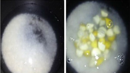 红薯栗子粥步骤3