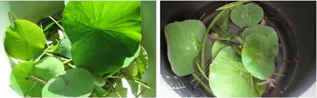 荷叶白果粥做法步骤1