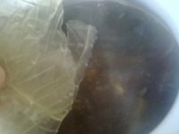 排骨炖蘑菇的做法
