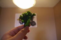 羽衣甘蓝脆片怎么做