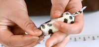 蔓越莓牛轧糖怎么做？蔓越莓牛轧糖的图解做法