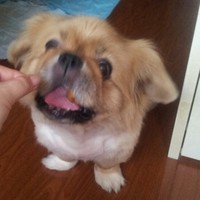 2种狗狗的奖励零食