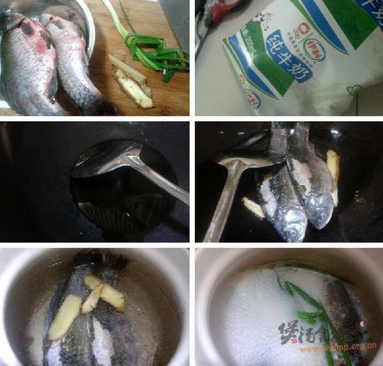 牛奶炖鲫鱼的做法
