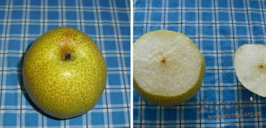 川贝炖梨的做法