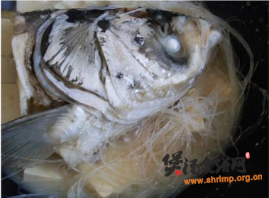 营养鱼头豆腐汤的做法
