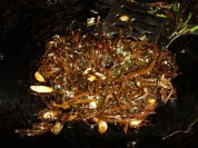 糖醋海带的做法
