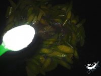 沙茶酱炒芥兰的做法