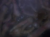 卤水鸡爪的做法