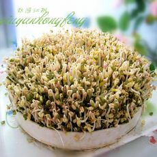 自生绿豆芽的做法 自生绿豆芽的做法