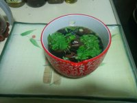 酸辣猪红紫菜汤的做法