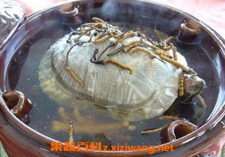 吃甲鱼血的好处 甲鱼血的吃法