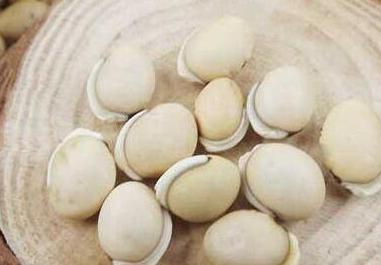 白扁豆籽的功效与作用 白扁豆籽的食用方法