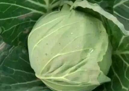 平包菜的功效与作用 平包菜的营养价值