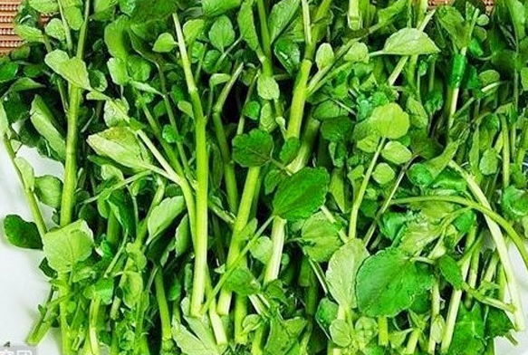 西洋菜的营养价值与功效