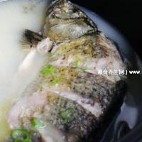 鲫鱼汤怎么炖好喝又营养