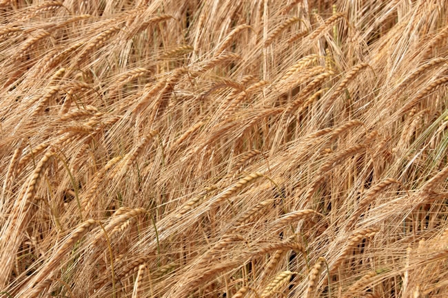 好看的小麦穗高清图片 丰收的小麦图片大全大图