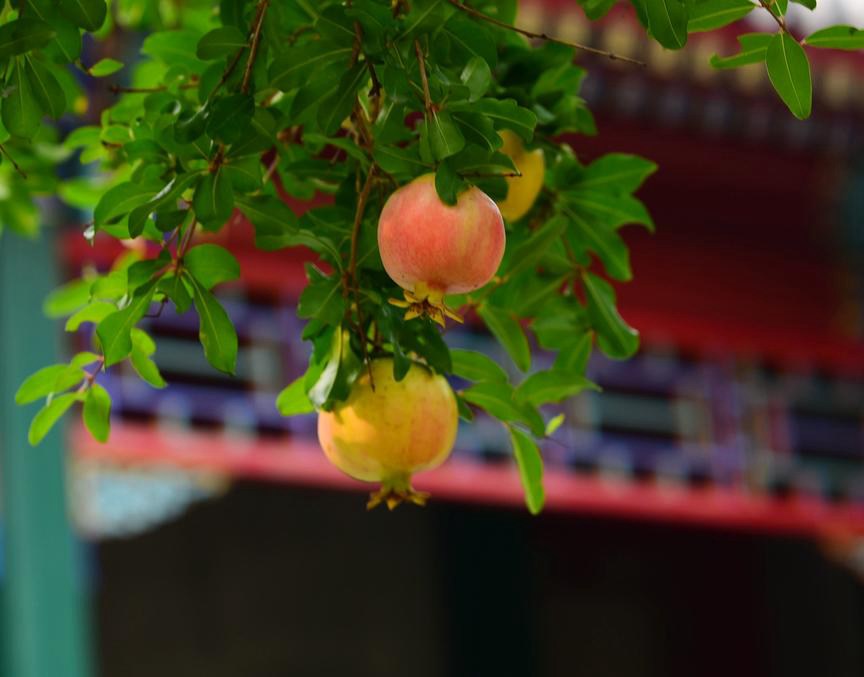 石榴的图片，树上生长的诱人的果实，石榴的图片