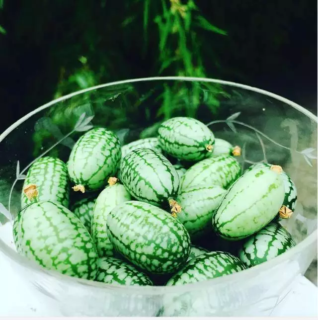 佩普基诺西瓜特点 佩普基诺西瓜种植技术