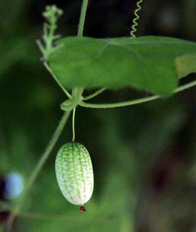 佩普基诺西瓜特点 佩普基诺西瓜种植技术