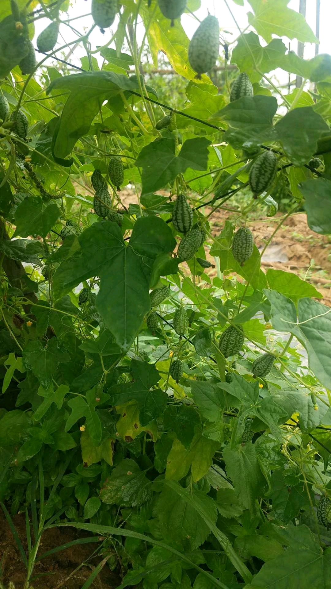 佩普基诺西瓜特点 佩普基诺西瓜种植技术