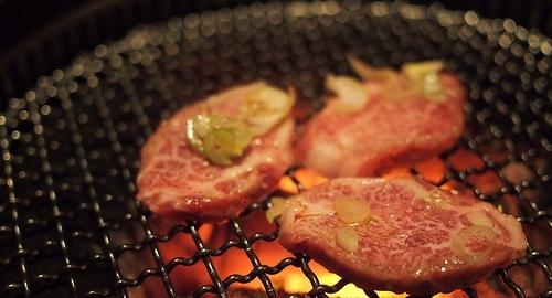 肉食动物吃肉不会恶心吗 就是爱吃肉