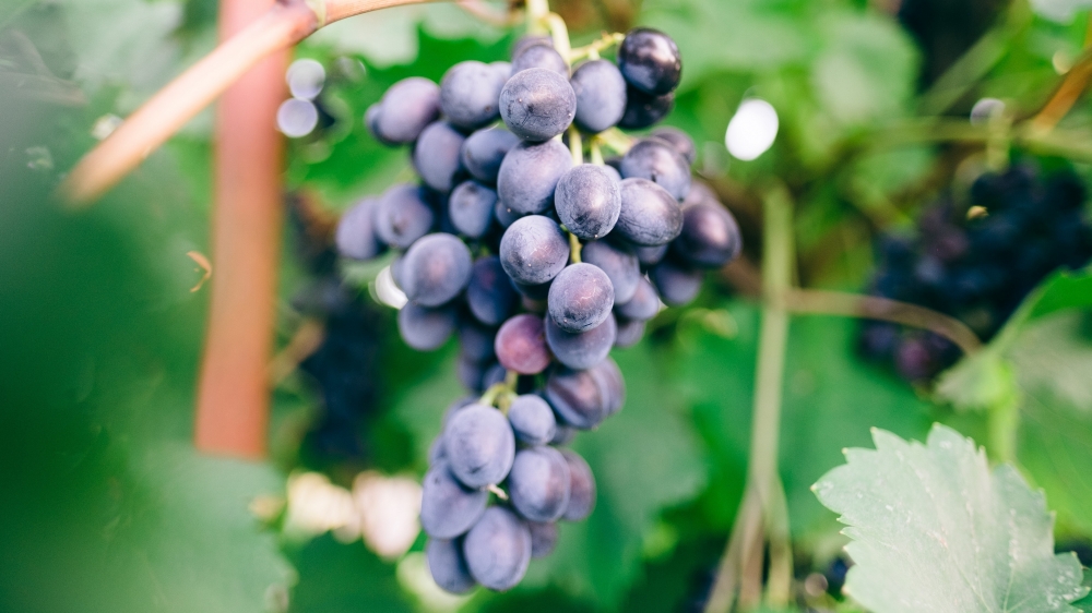 葡萄水果的照片 葡萄成分图