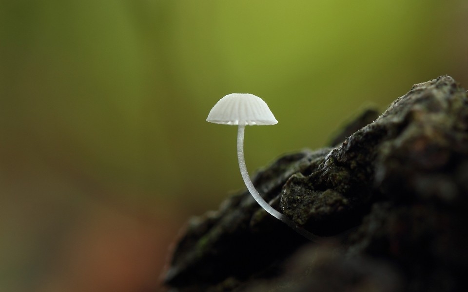 树林里生长的蘑菇图片 大自然的蘑菇图片