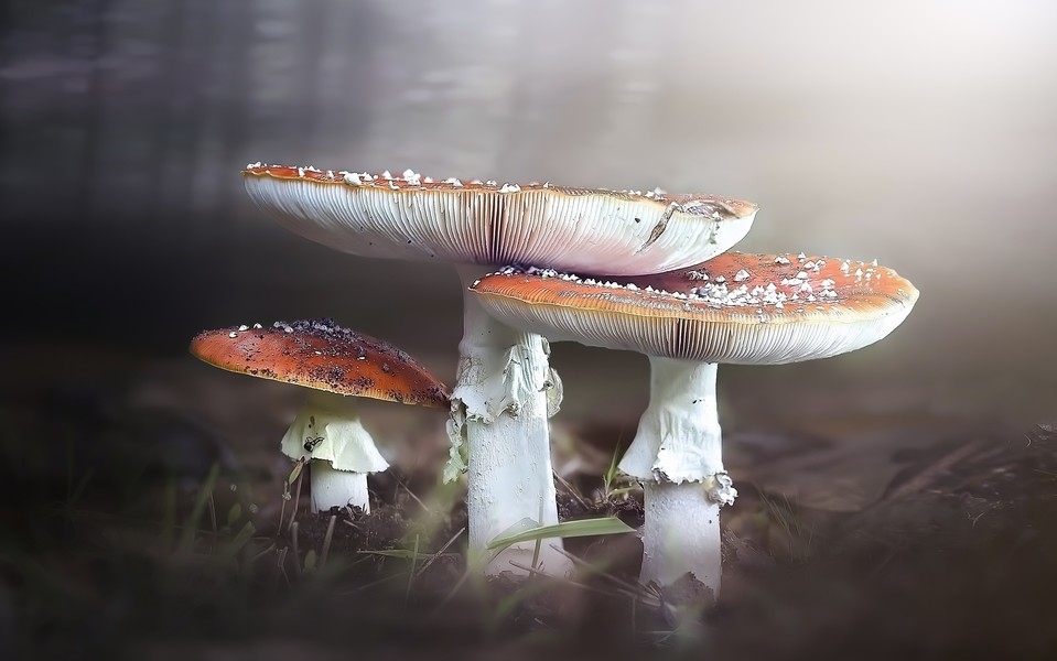 树林里生长的蘑菇图片 大自然的蘑菇图片