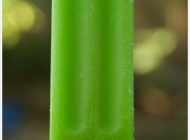 在夏天的尾巴上再狠狠咬一口西瓜 玉溪吃货指南咬一口夏天的味道