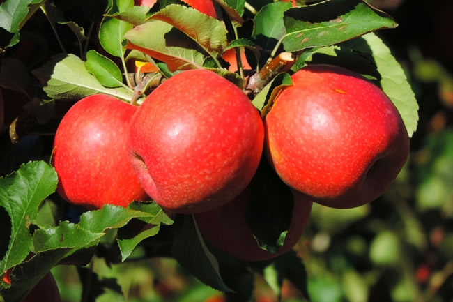 苹果树上刚结的苹果图片大全 新鲜苹果大果图片