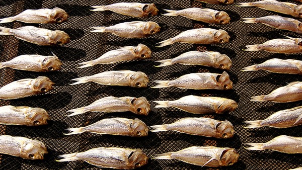 饱和脂肪来源于哪些食物？不饱和脂肪代替饱和会更健康吗？