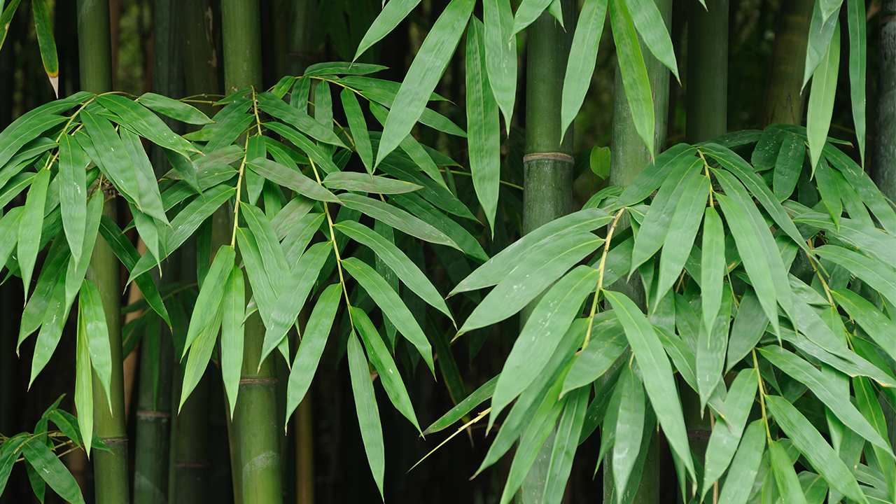 睡前喝牛奶的好处都有哪些?睡前喝牛奶有助于睡眠吗?