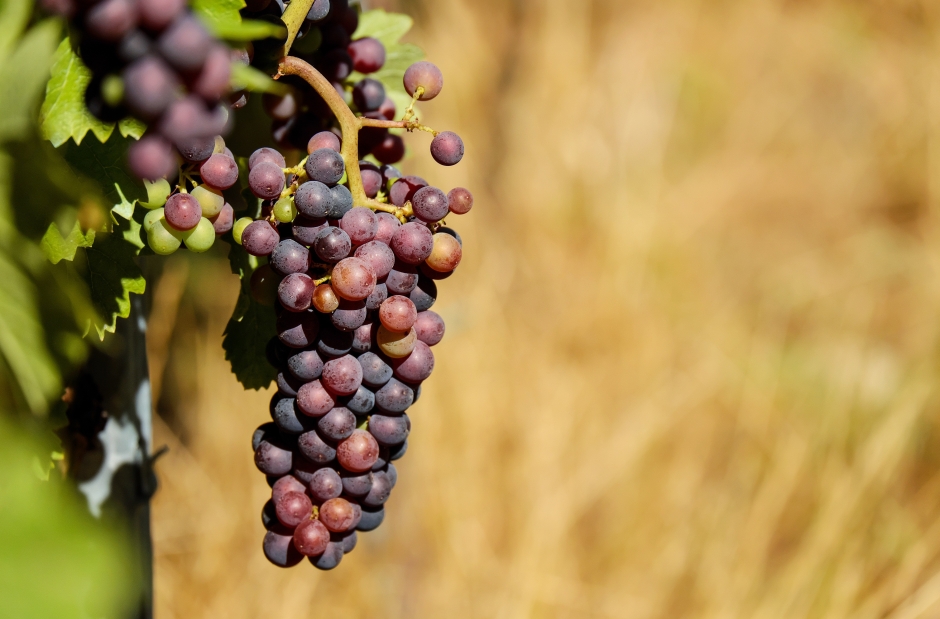 葡萄枝挂满葡萄的图片 葡萄架长满葡萄照片