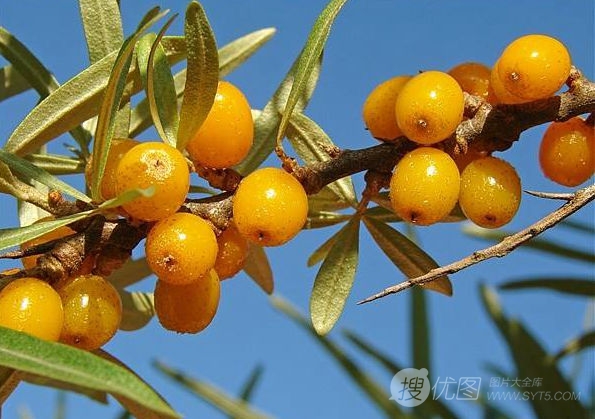 小沙棘果和大沙棘果有什么区别 沙棘果的图片大全大图