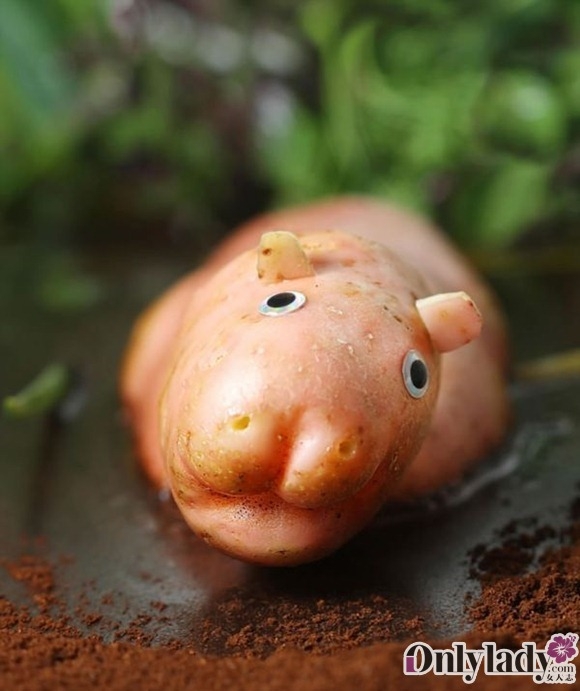 蔬菜大棚网红模仿秀最新 安徽蔬菜大棚模仿秀