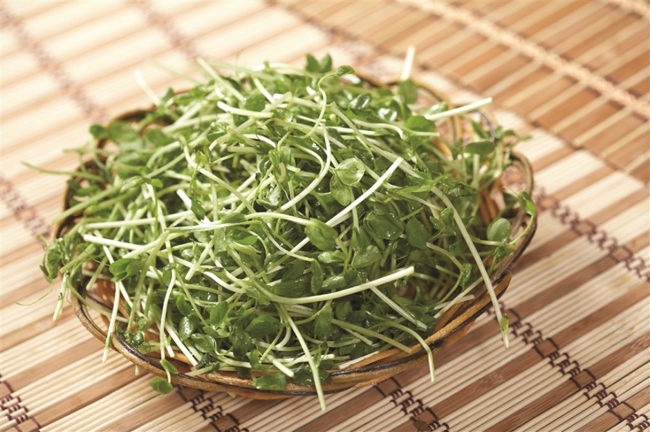 水培豆苗菜品做法大全 豆苗创意菜品