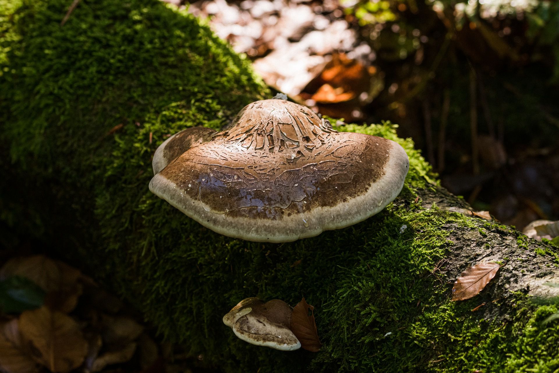 生长在树枝，树干，朽木上的野生菌类蘑菇图片