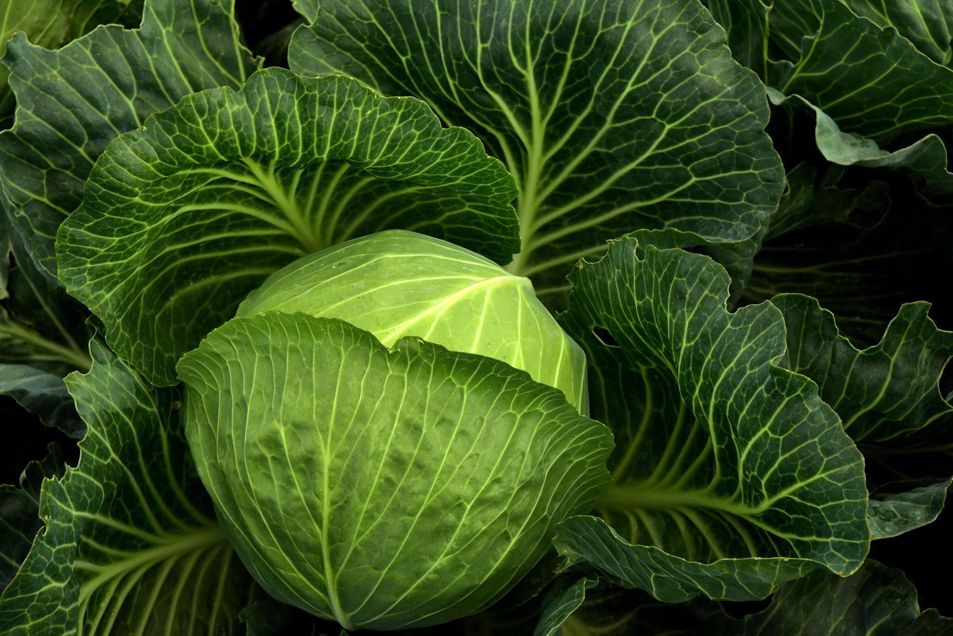 清新翠绿的包菜（卷心菜）唯美高清蔬菜摄影美图图集