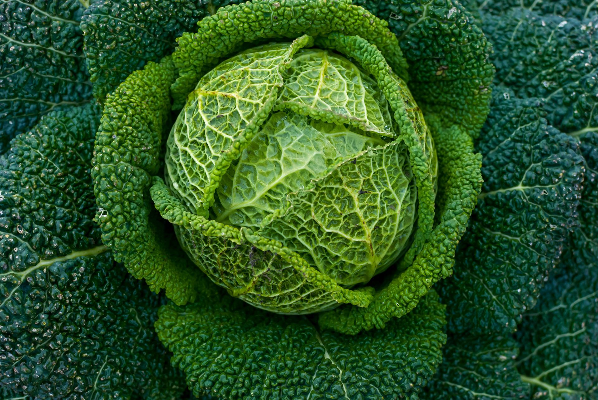 清新翠绿的包菜（卷心菜）唯美高清蔬菜摄影美图图集