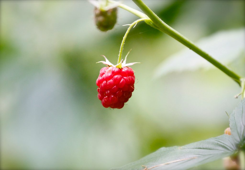儿时的记忆,童年的味道,野果山莓(树莓)植物及果实图片
