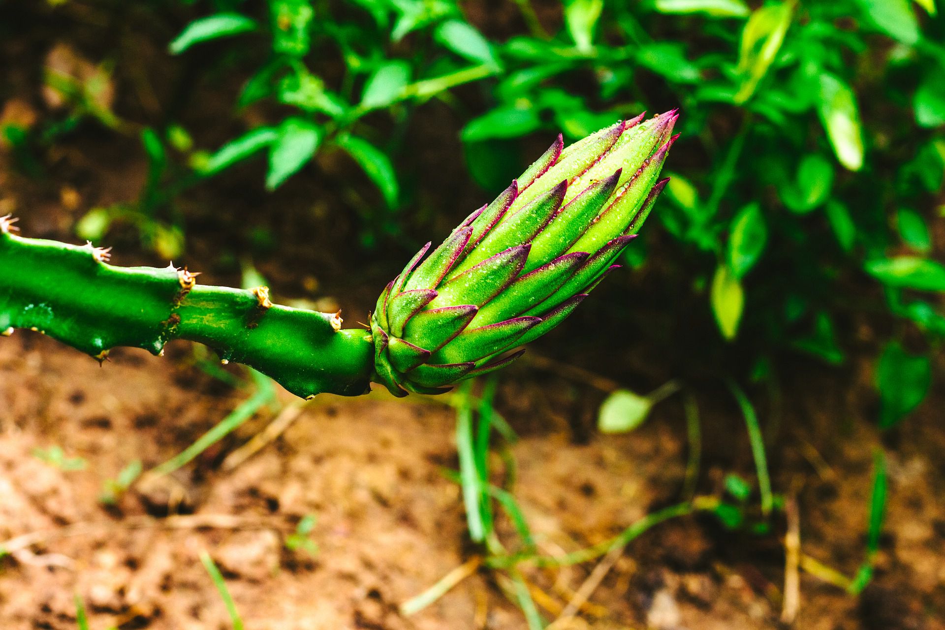 好看的火龙果图片大全 火龙果漂亮的图片
