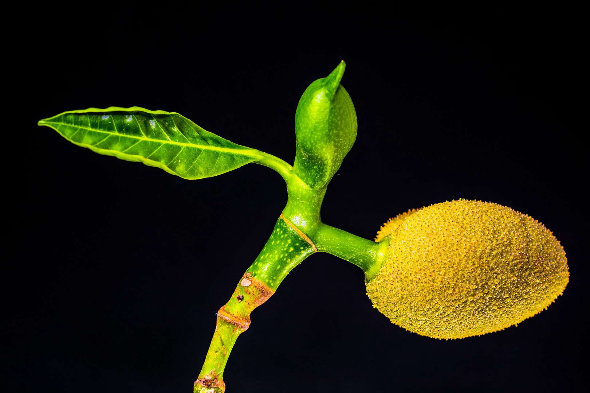 菠萝蜜长在哪里的图片 菠萝蜜生长过程图片大全