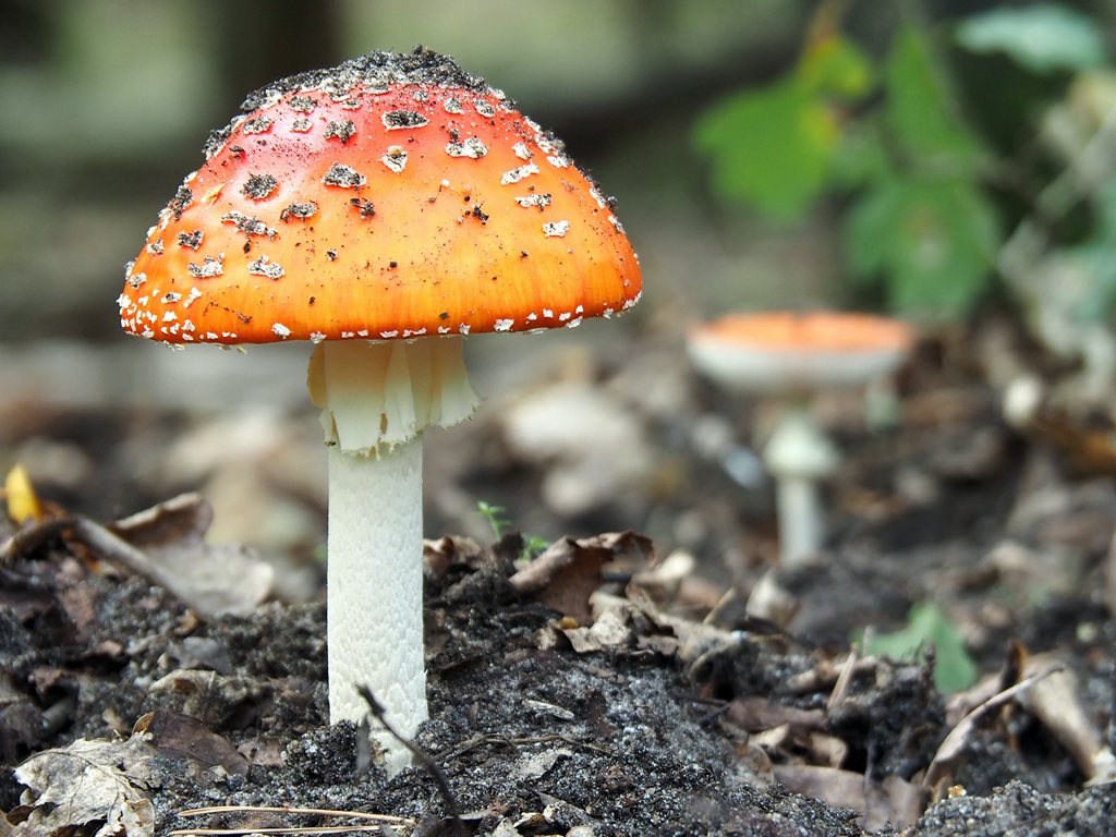 蘑菇图片大全高清图片 林间蘑菇照片大全