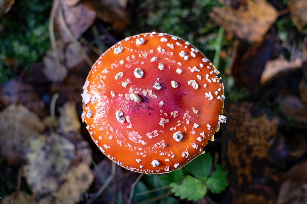蘑菇图片大全高清图片 林间蘑菇照片大全