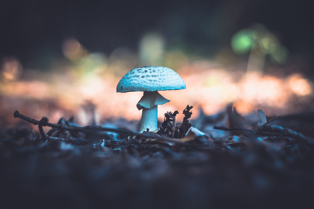 蘑菇图片大全高清图片 林间蘑菇照片大全