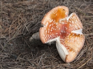 野生鹅膏菌视频 野生黄腊菌图片大全