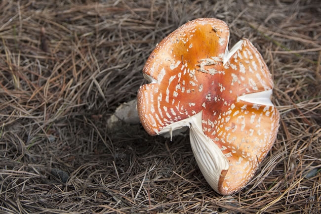 野生鹅膏菌视频 野生黄腊菌图片大全