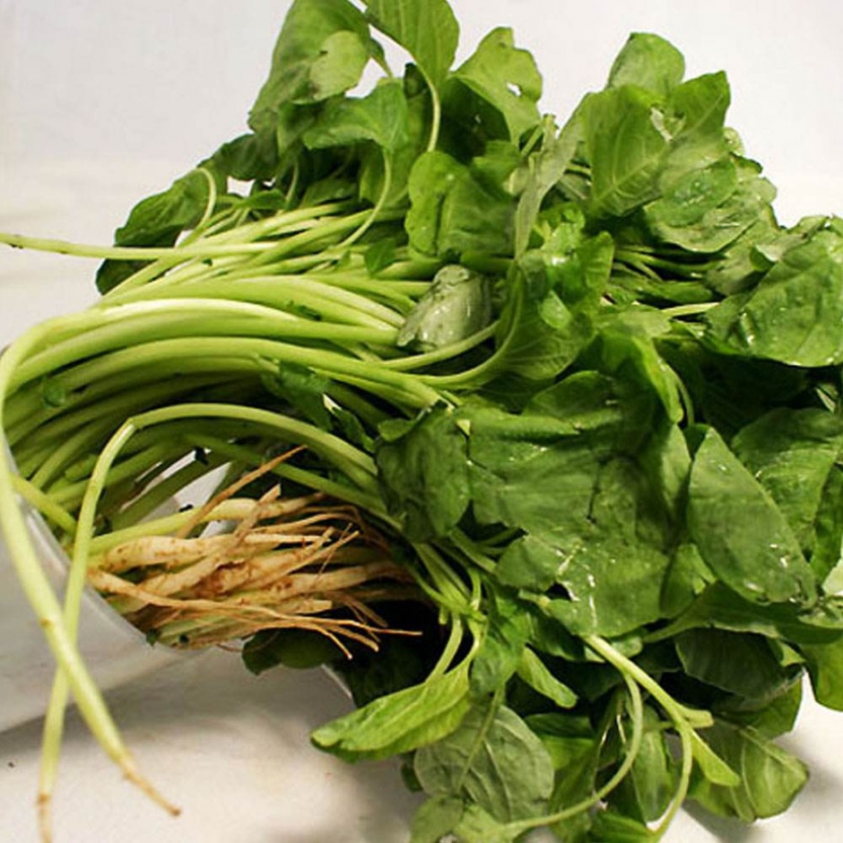 时令蔬菜新鲜采摘 时令蔬菜新鲜上市