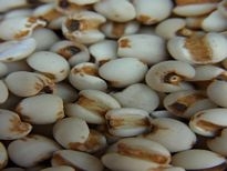 薏米茶 薏米怎么吃