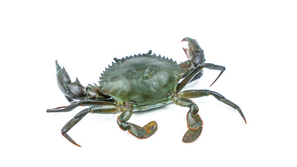 新鲜螃蟹没吃怎么保存？ 教你活螃蟹保鲜的独家绝招
